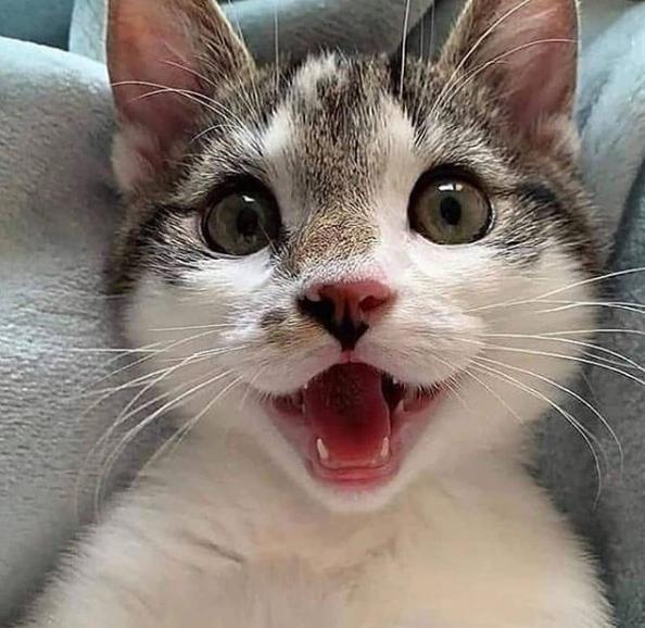 猫真的有那么聪明吗,猫真的有那么聪明嘛