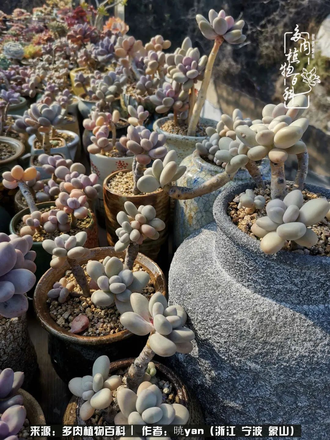 多肉初级入坑者,入坑多肉