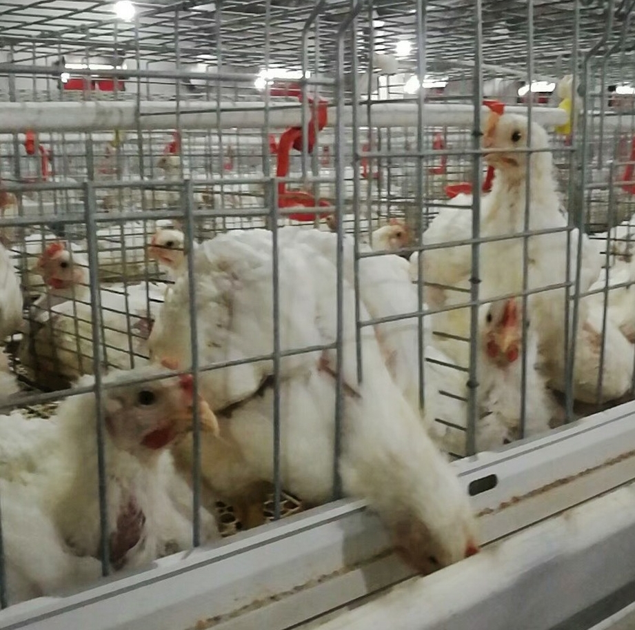 鸡冠发紫是什么病怎么办,鸡冠发紫用什么药医治