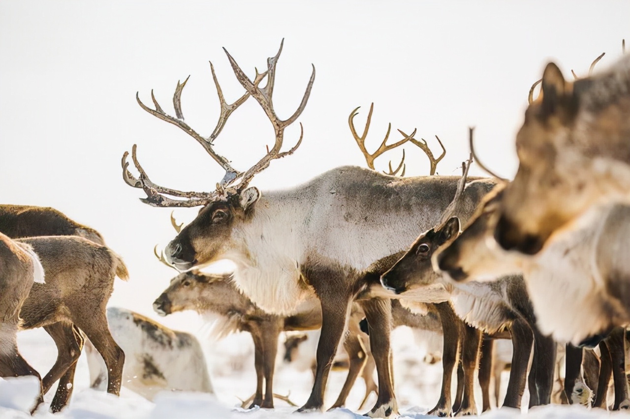 和麋鹿差不多的珍稀动物,麋鹿属于世界濒临灭绝的珍稀物种