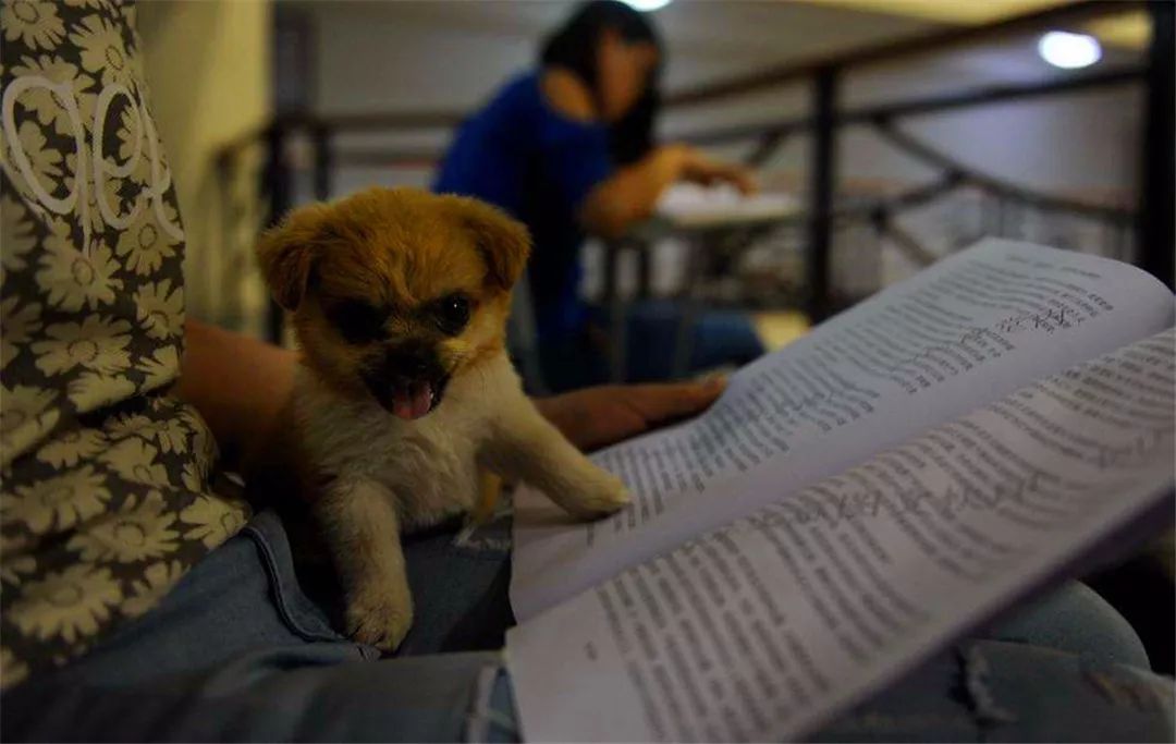 罗威纳想陪小主人上幼儿园，因太重被司机拒载，无奈看着校车远去