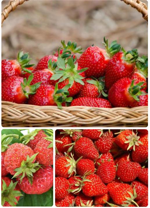 最全海南水果上市时间表,海南水果上市时间表收藏版