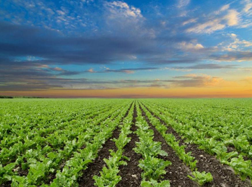 “甜菜”出现空心现象怎么办?用下面的方法,可以有效改善情况!