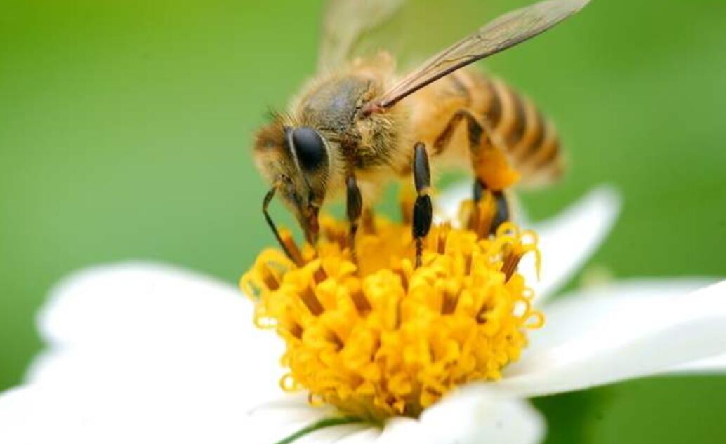 勤劳的精灵，采得百花酿成蜜，让人类享受自然的甘甜