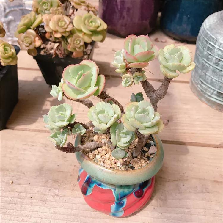 养了8年的“老桩”，价值2000块，这样的碧桃多肉，你舍得买吗？