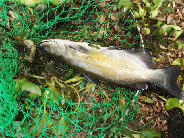 美国叉尾鮰繁殖快吗,叉尾鮰怎么路亚