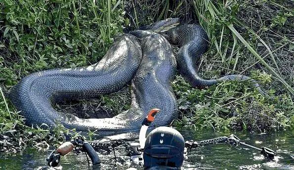 世界上最大的蛇大战豹子,世界上最大最长的眼镜王蛇响尾蛇