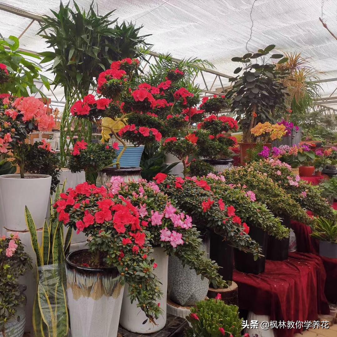 冬季常见花卉有哪些品种,无需刻意养护的花卉品种