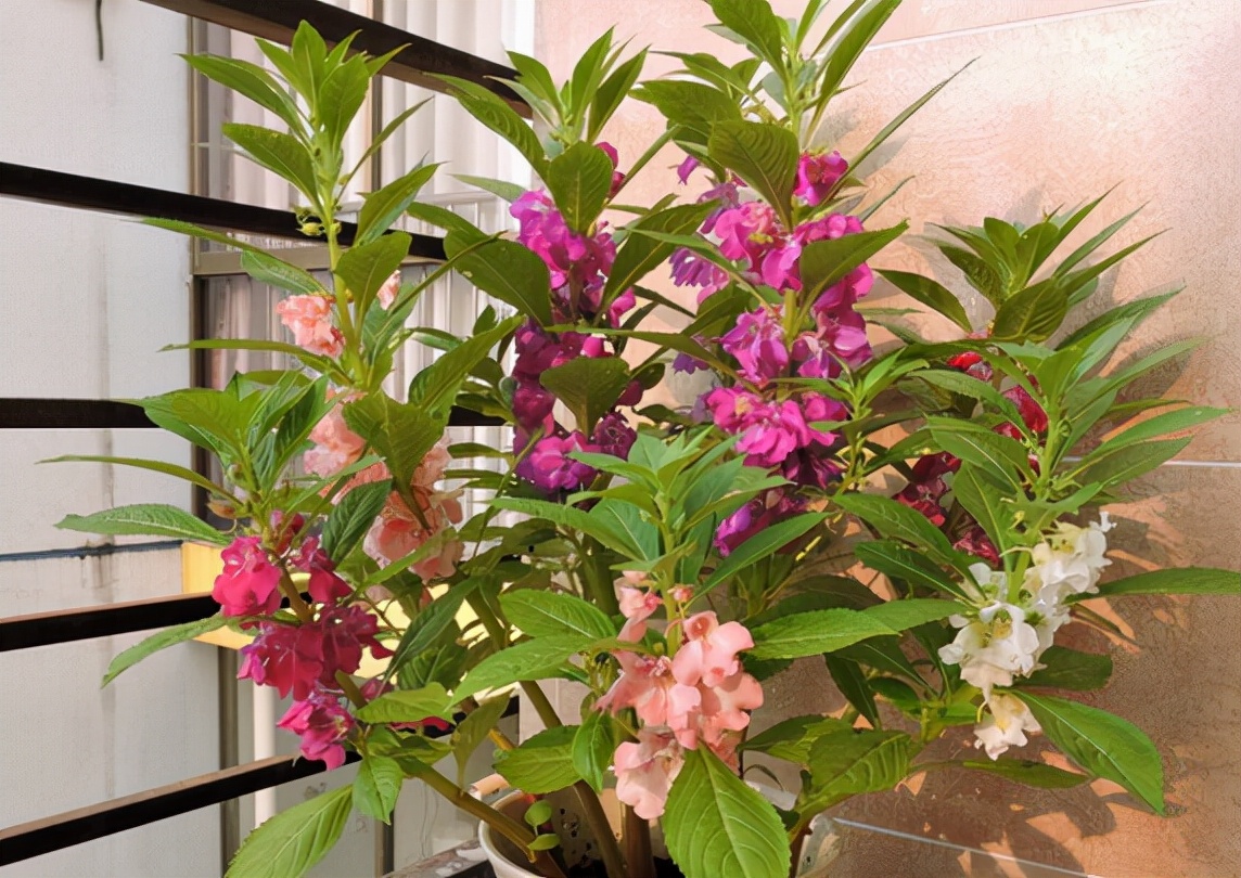 凤仙花可以用色素染色吗,凤仙花只有用来染指甲颜色吗