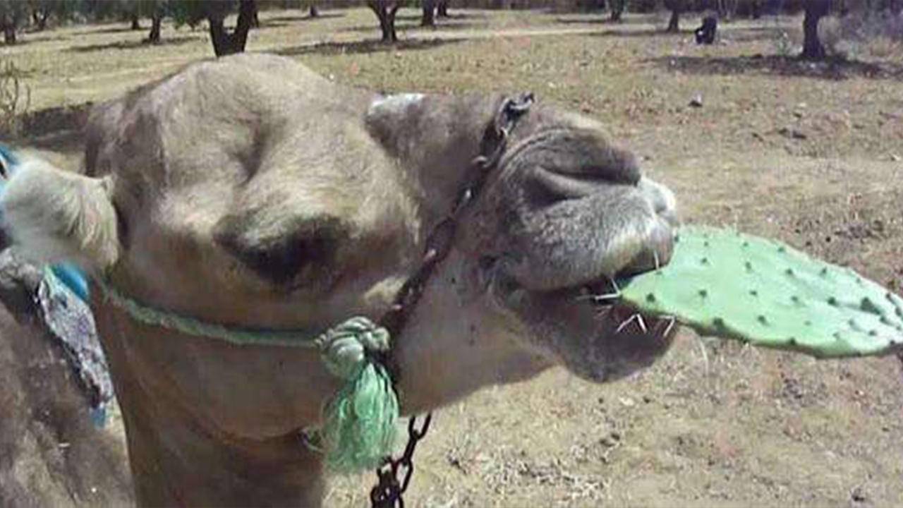 你知道为什么骆驼能吃仙人掌吗,吃仙人掌的骆驼为什么没有天敌