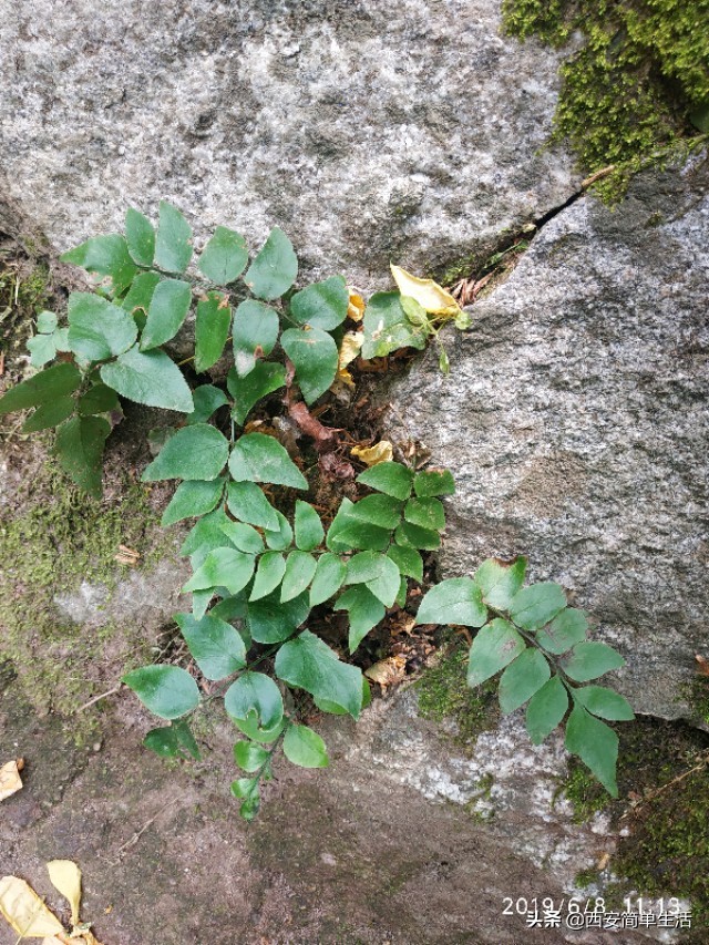 高冠瀑布现在开放吗,高冠瀑布值得去不