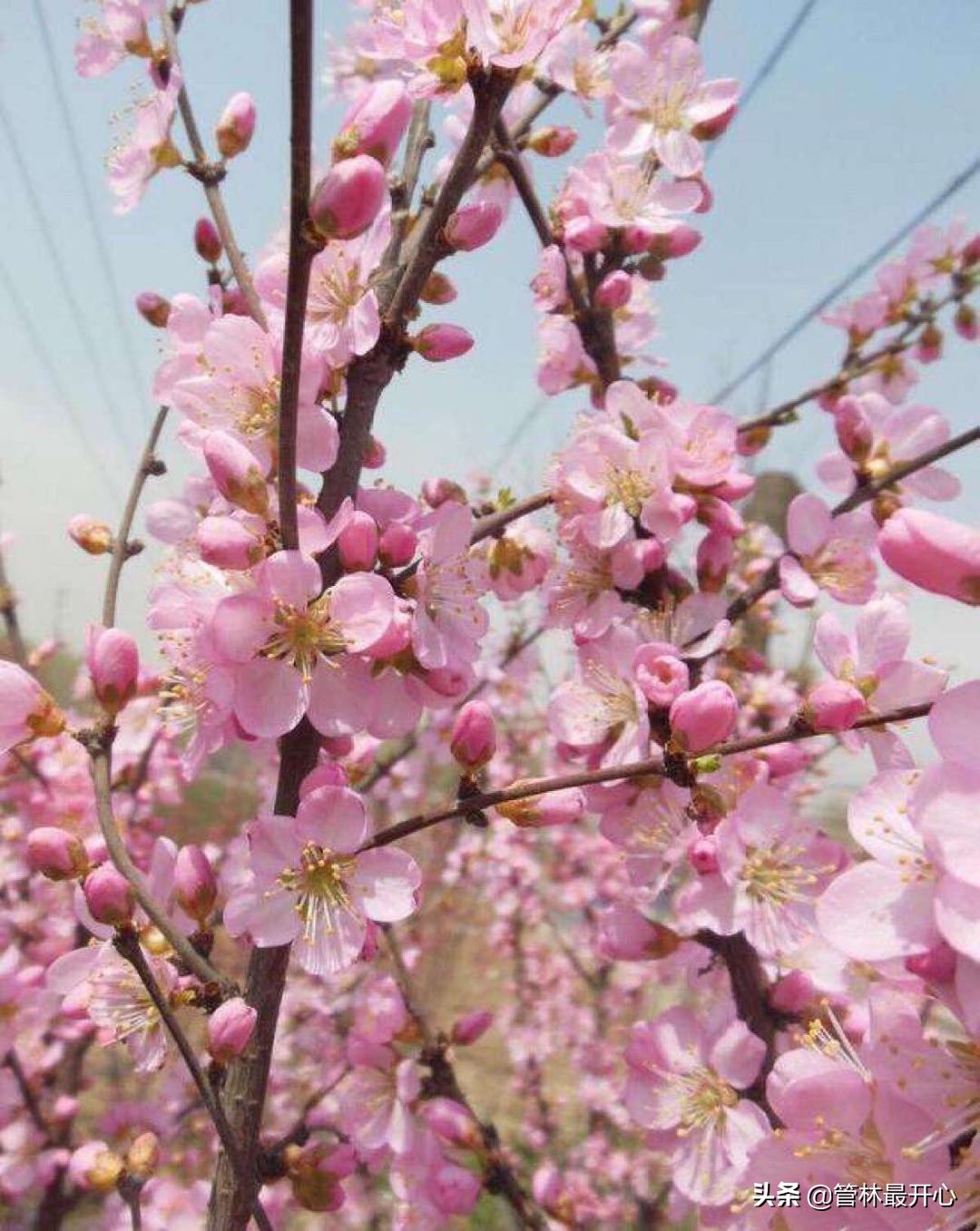 文人骚客喜欢用植物中的什么,古代文人志士喜爱哪些植物