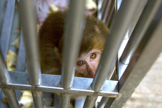 美国科学家谈中国转基因合法,美国专家谈中国转基因的危害