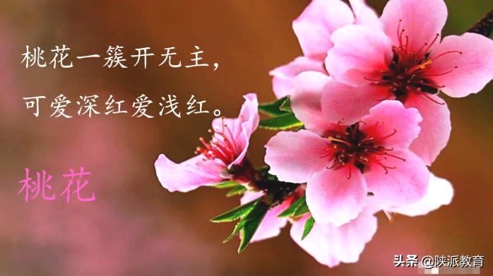 西安华远海蓝城小学教师李艳：《花开时节，花飞起飞花令》实践活动课教学设计