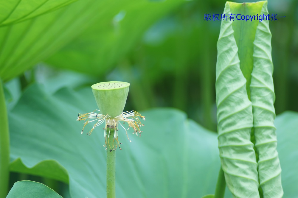 北京紫竹院的荷花：德国Pentacon与日本Minolta镜头实拍对比