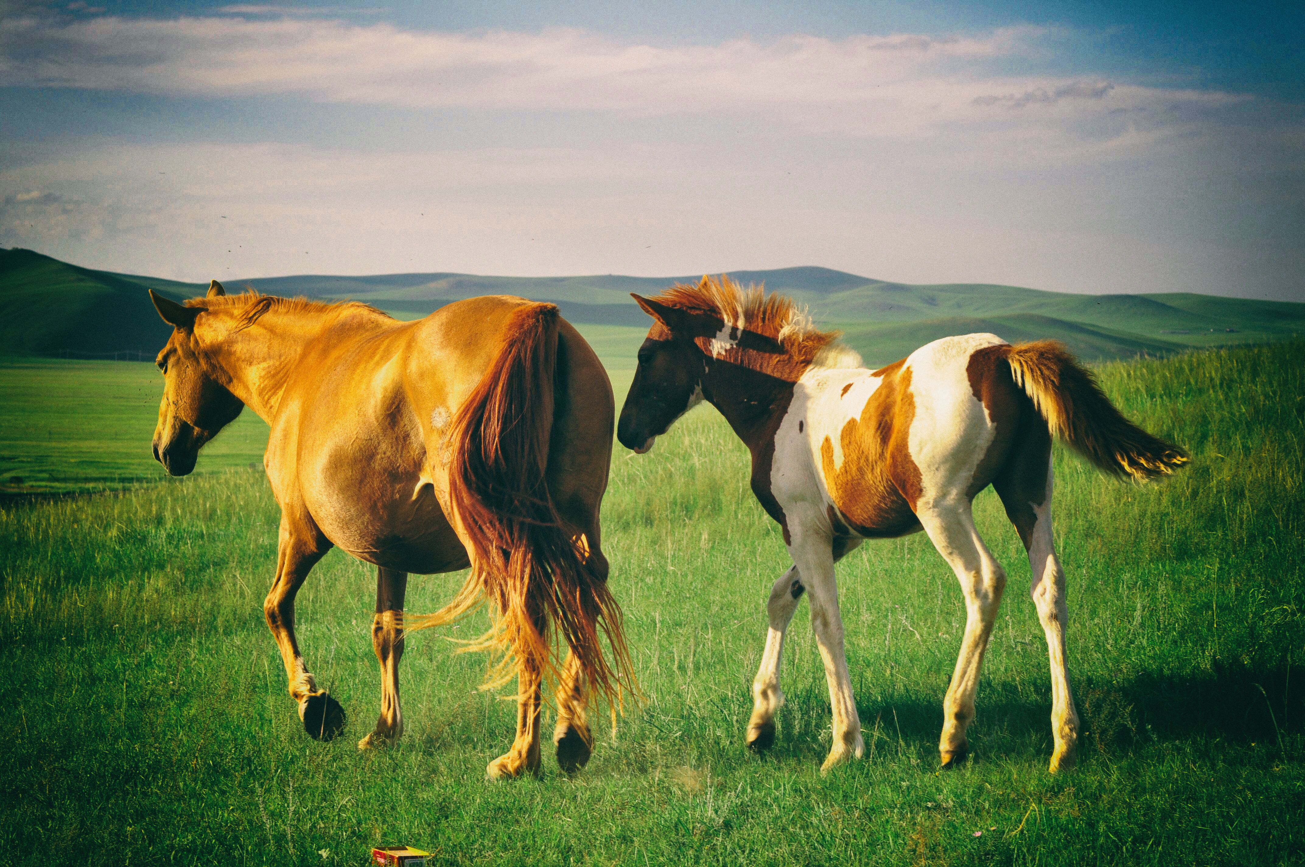 南方人自驾来东北是啥体验,15天一万公里的新疆感受