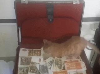 小卖部老板养了一只招财猫,店老板养的猫咪