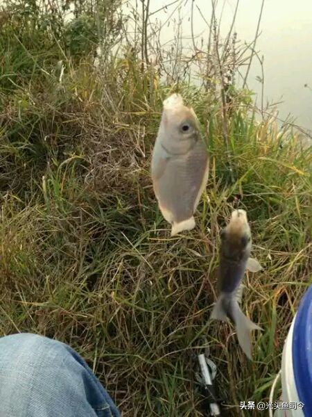下雨天用麦子钓鱼,用小麦钓鱼没口啥情况