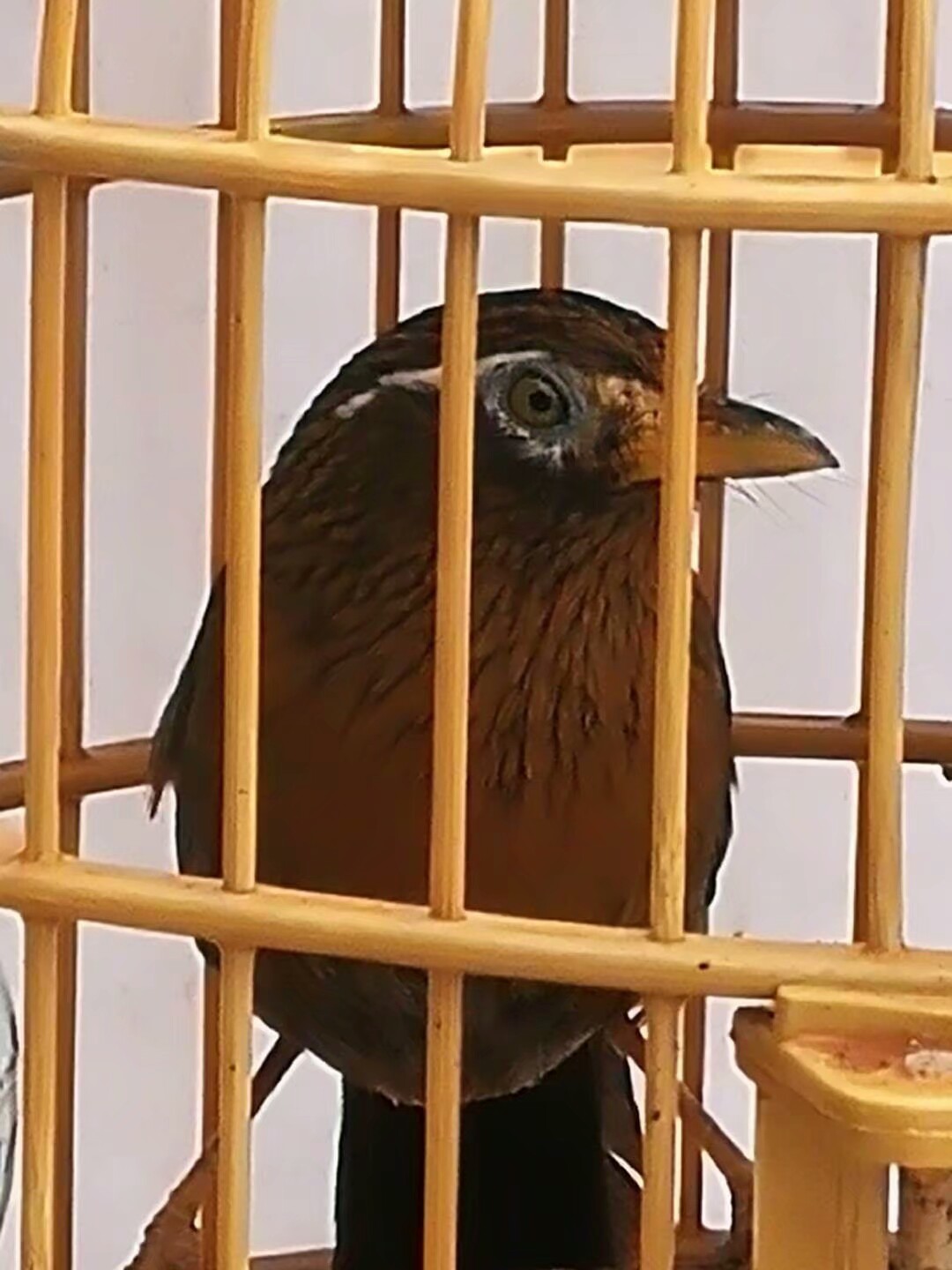 关于画眉打鸟的胜负的注意事项