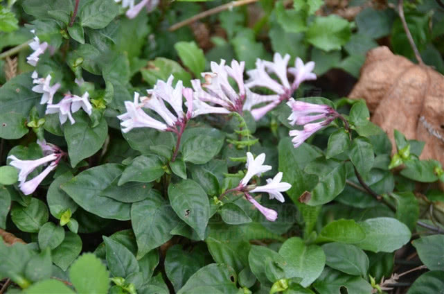 蛇根草有没有毒,蛇根草特色