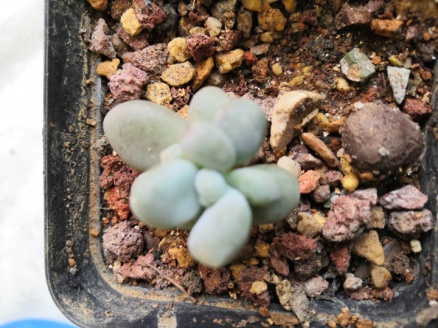 从鼻屎苗到老桩，时光里的蜕变