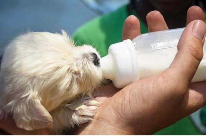 狗狗辟谣,狗狗喝牛奶辟谣