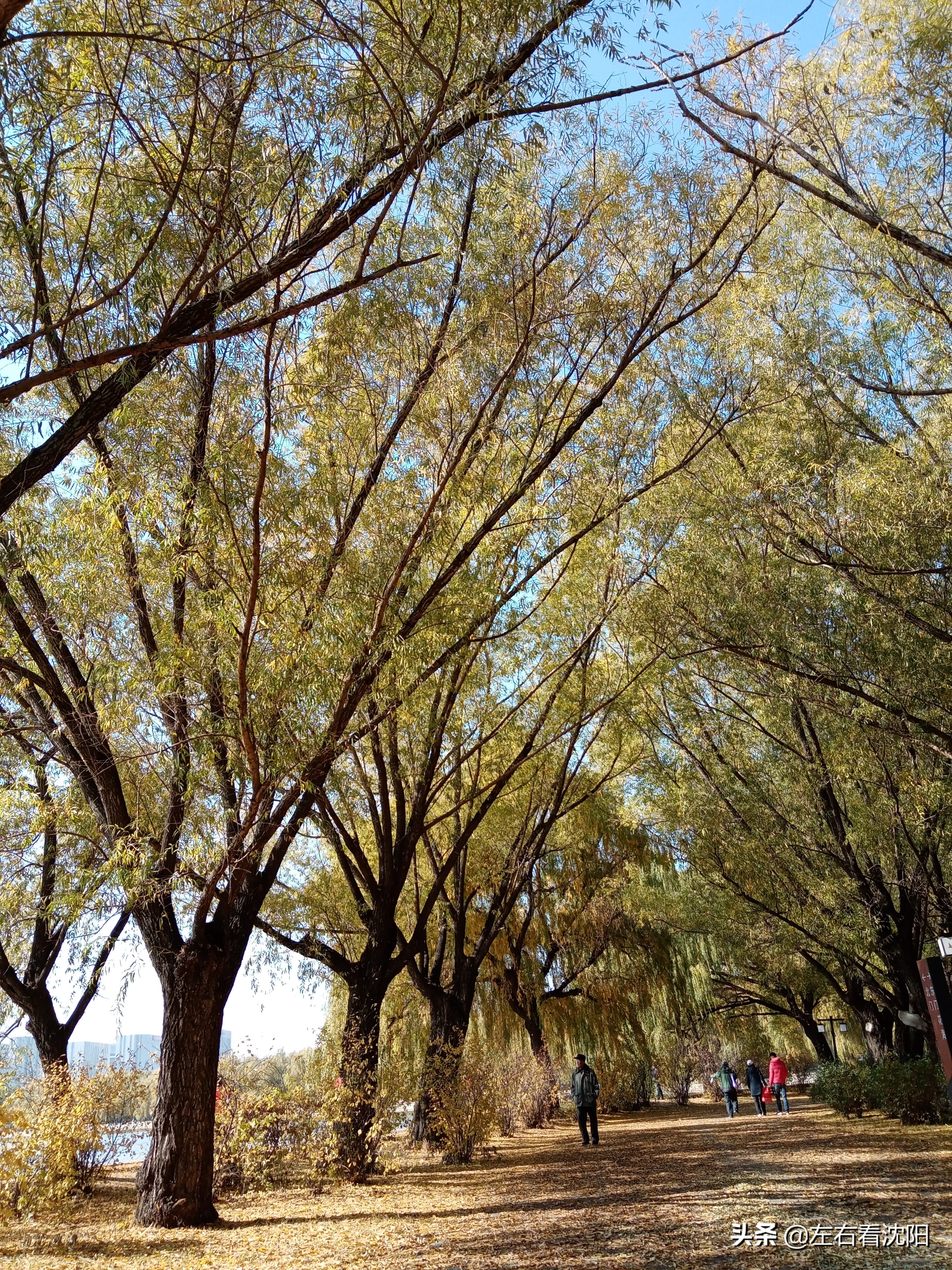 秋季沈阳北陵公园有啥好玩的,漫步沈阳北陵公园湖水边