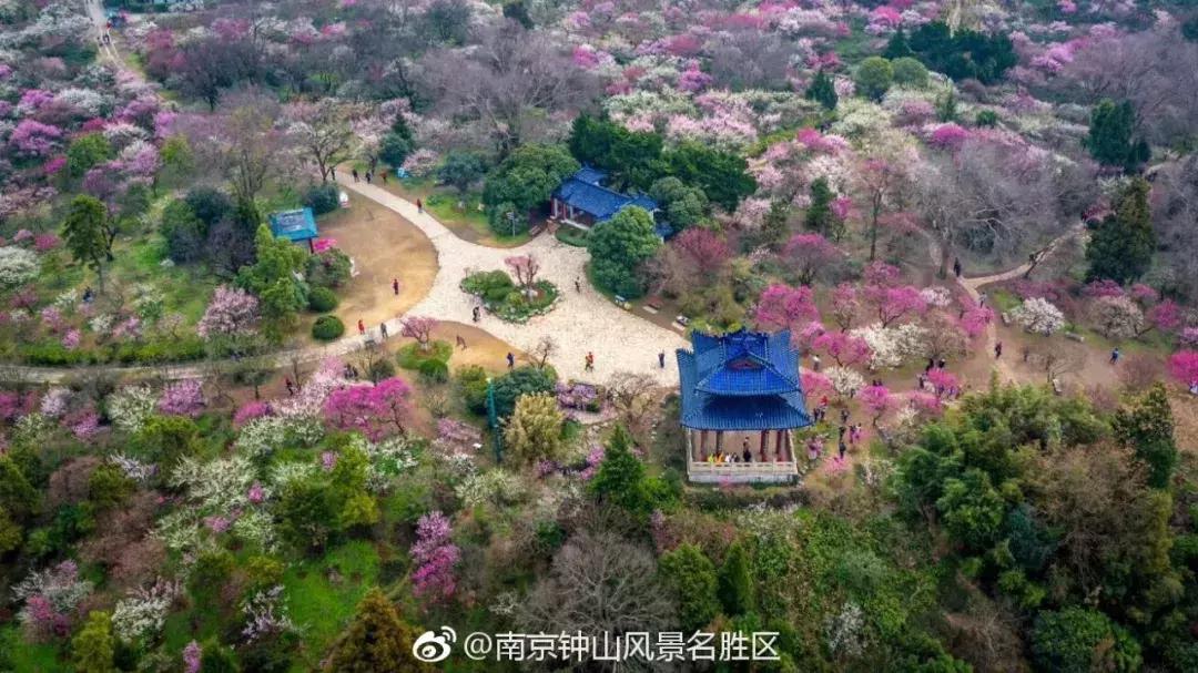 闻香寻梅最新图片,闻香寻梅最新视频