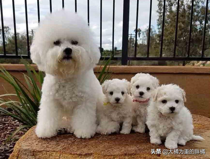 比熊幼犬要杀虫吗,比熊犬需要每个月都驱虫吗