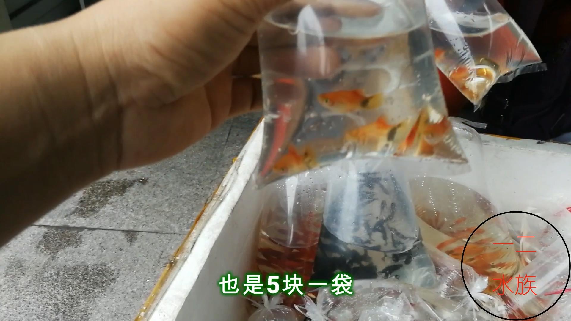 孔雀鱼10元一对成鱼,观赏鱼早市买孔雀鱼视频