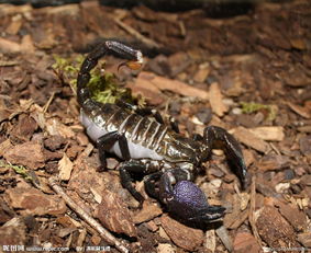 壹壹生态小视频,壹壹生态养殖