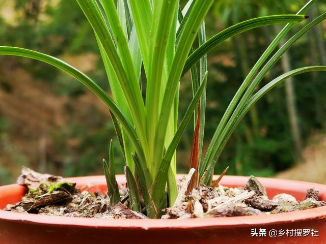 兰花换盆时根系满盆怎么分苗,兰花换盆后怎么养才能长得更好