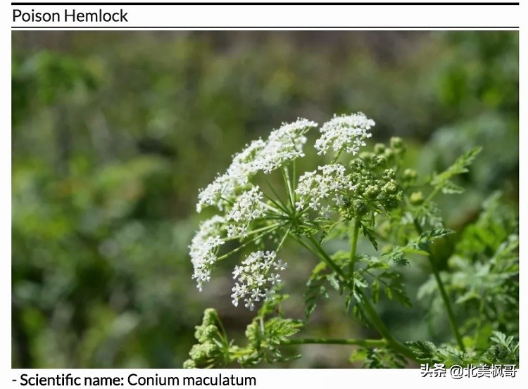 加拿大最危险五大动物,全球十大危险有毒动物