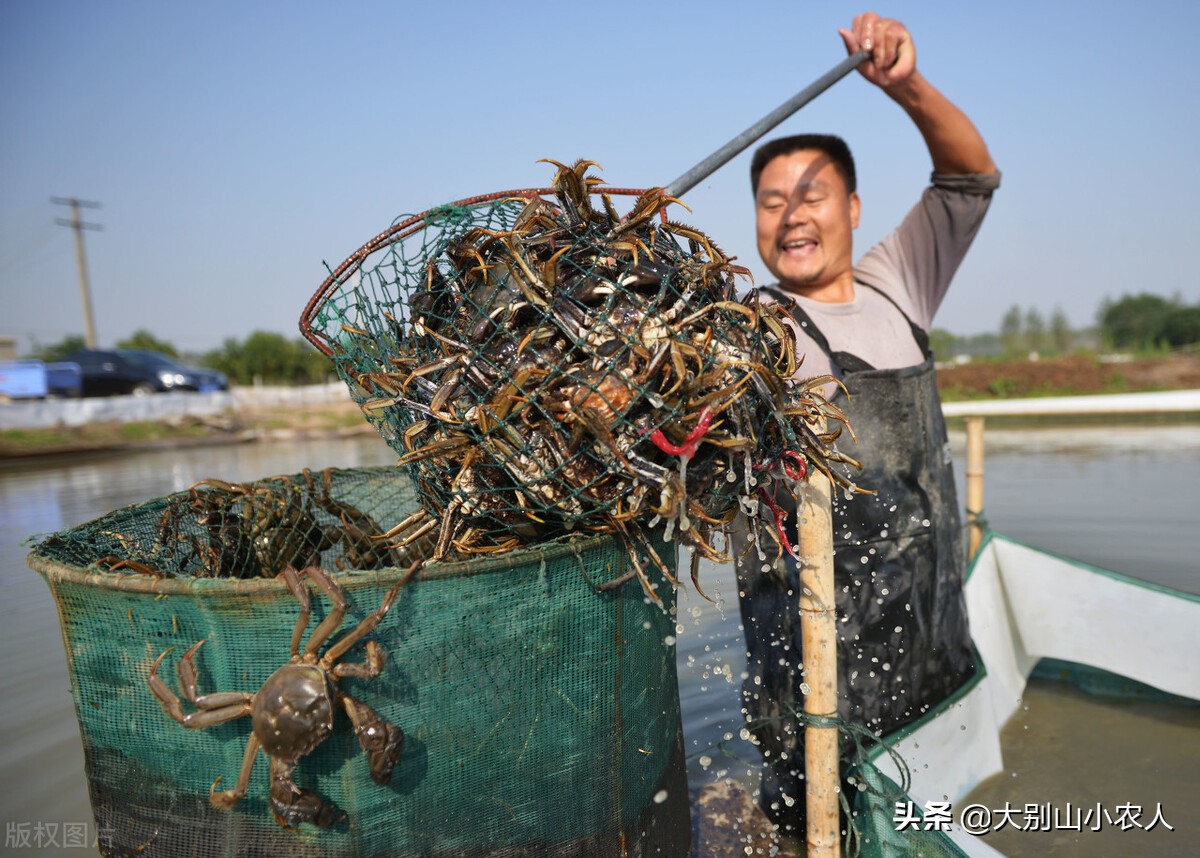 阳澄湖大闸蟹金字招牌,疯狂大闸蟹