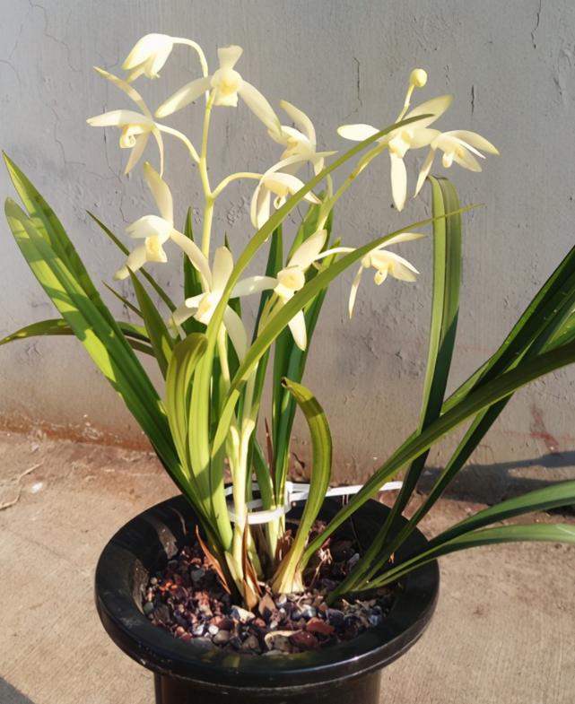 此兰被誉为国兰双圣,此兰