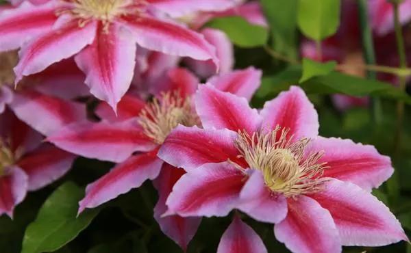 藤本植物皇后铁线莲,藤本皇后铁线莲品种