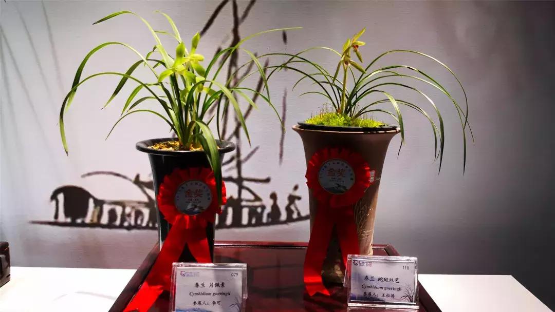 美美美！海淀这个地儿，万株兰花惊艳来袭，你招架的住吗？