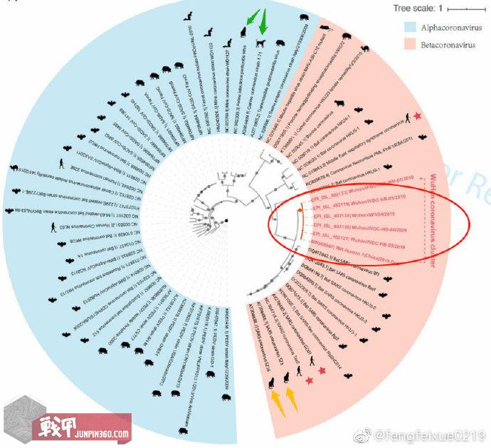抗新型冠状肺炎戴哪种口罩最好,什么口罩可以防止冠状肺炎病毒