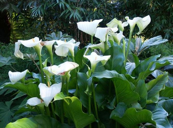 马蹄莲的种殖方法和注意事项,马蹄莲怎么催芽开花