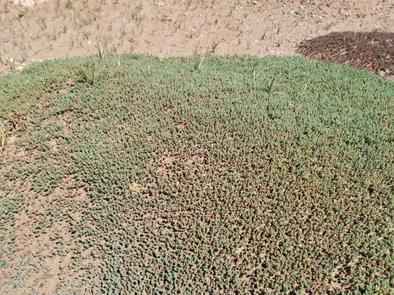 鬼哥的五万里D39青海曲麻莱县五道梁镇-沱沱河保护站