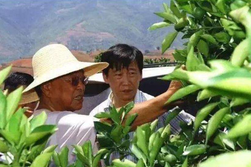 褚橙创始人褚时健的故事,褚时健女儿为何入狱