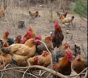 鸡感冒到底是怎么回事?今天咱们就把感冒说清楚