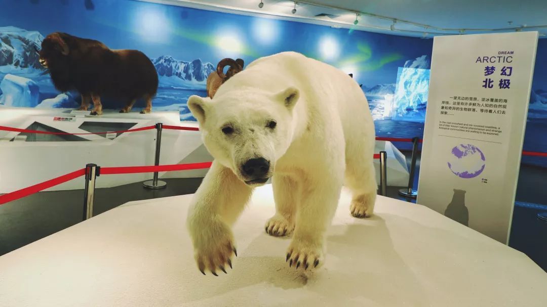 青岛贝林自然博物馆,青岛贝林博物馆门票优惠政策
