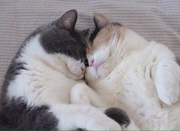 平民养猫,贫民窟女养猫记