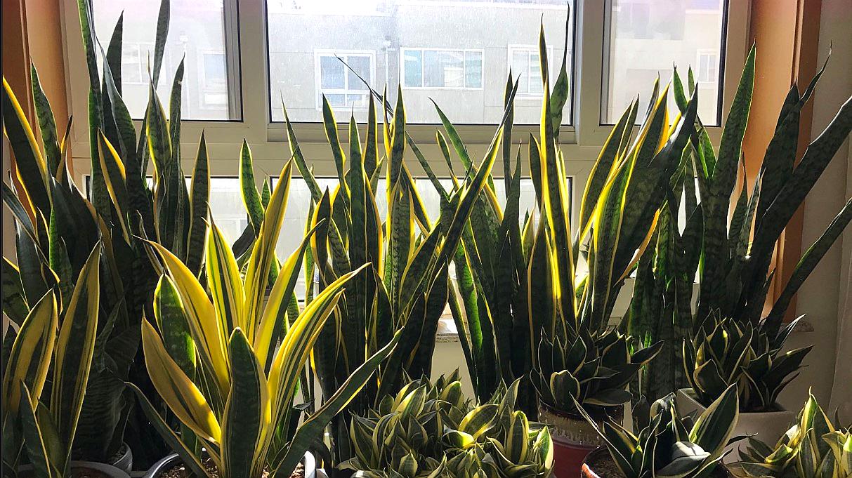 适合9月份养的绿植,四季最好养的10种花