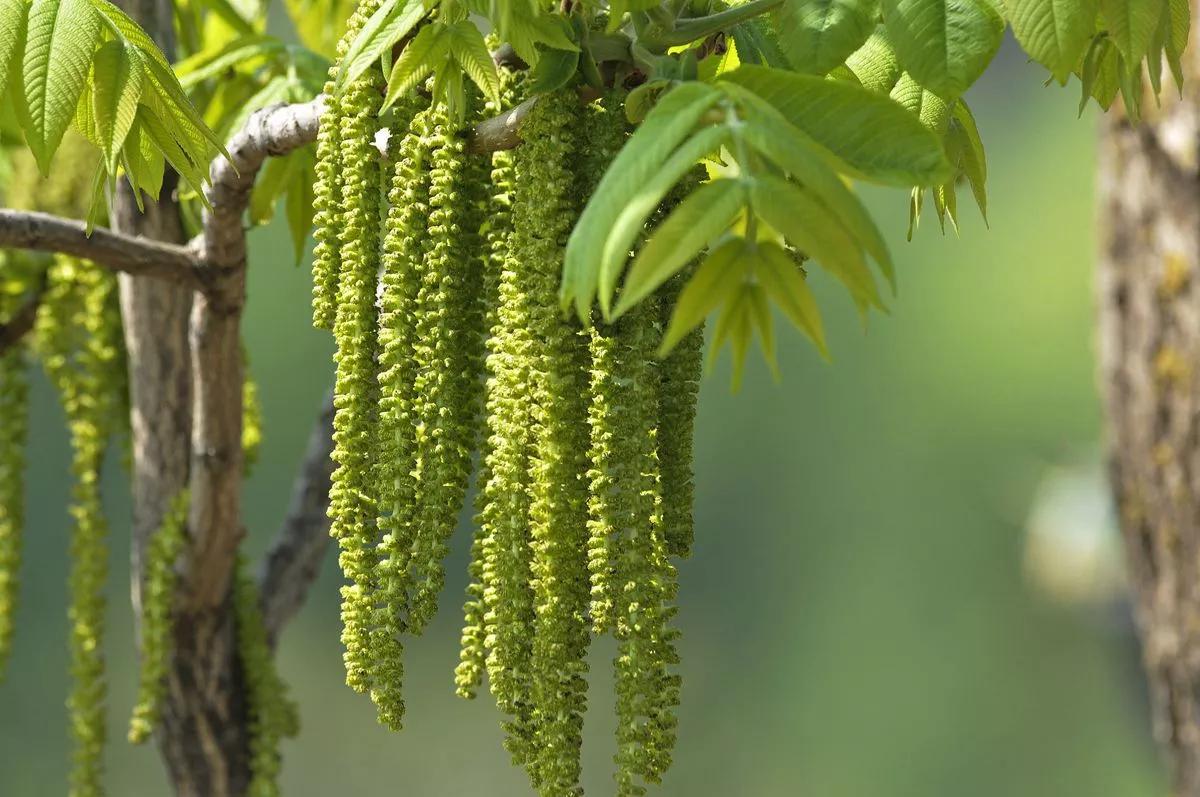 清新的花可以做什么菜,做菜点缀可食用的花