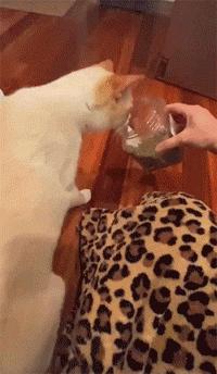 如何让猫咪不怕热,家里没空调猫该怎么办