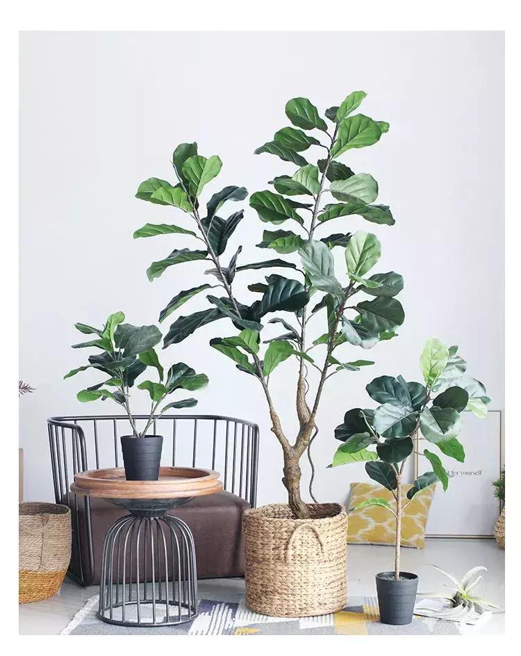 有什么花和草可以吸甲醛,家里养这2种花净化空气带来好运