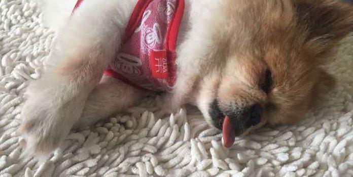 狗狗多大吃老年犬狗粮,狗狗一般多少岁以上属于老龄犬