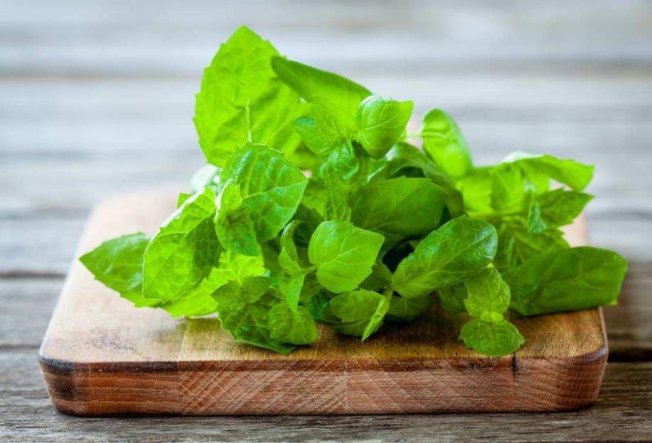 家养薄荷泡茶,自己家的薄荷可以泡茶吗